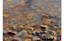 Pebbles In Water1